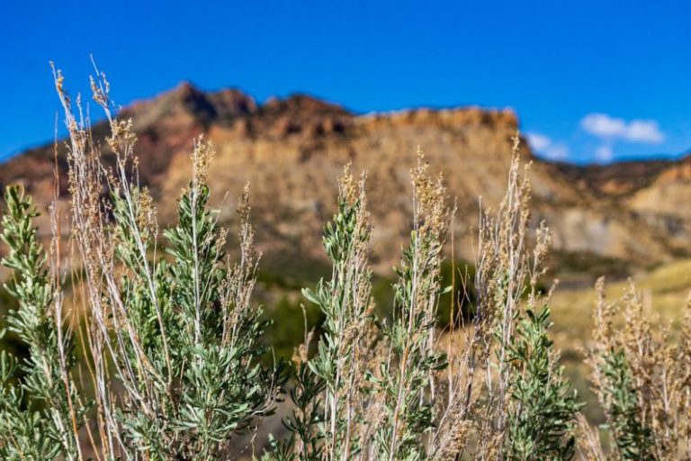 Asking Price - a group of plants with a mountain in the background